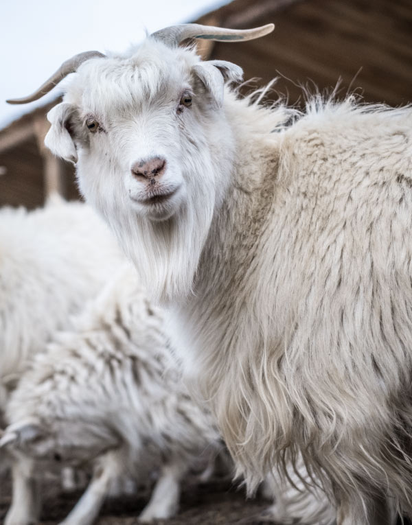 Cashmere goat - Capra Hircus