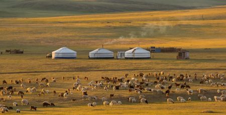 Nomadic herding camp on the Mongolian steppe at golden hour: three white gers and a herd of cashmere goats and sheep grazing